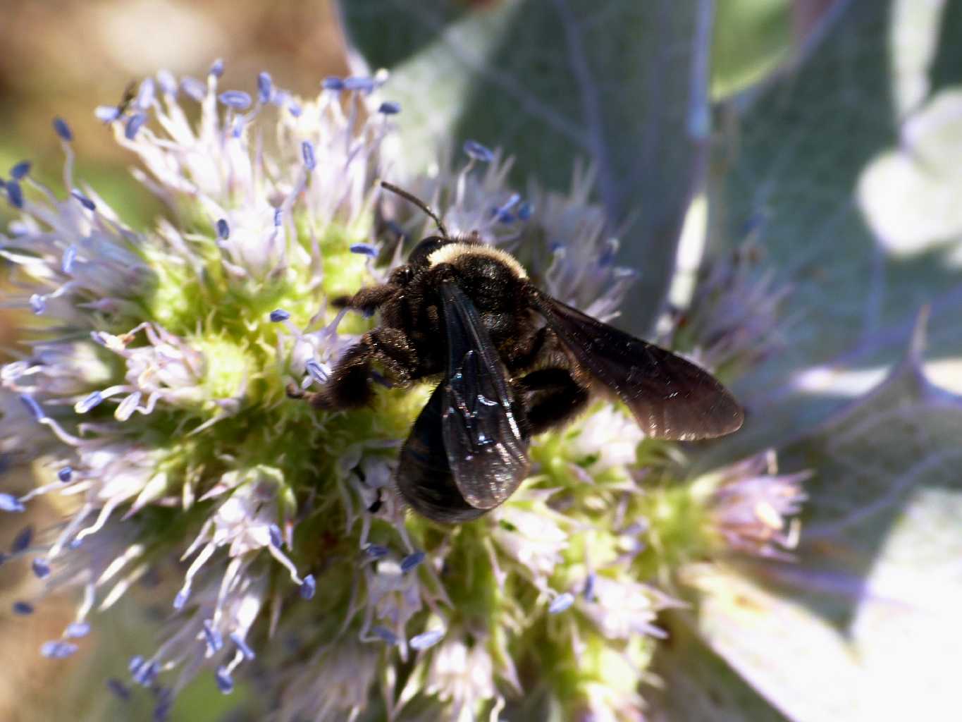 Andrena agilissima? No. Andrena morio lugubris, 2 generaz.